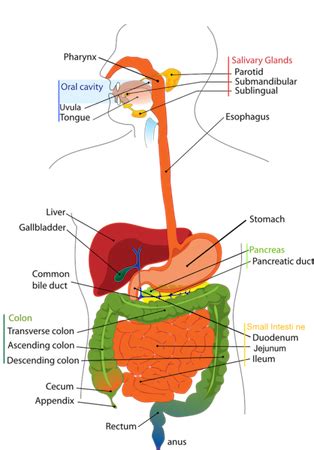 Types of Digestion | Intracellular & Extracellular - Video & Lesson ...