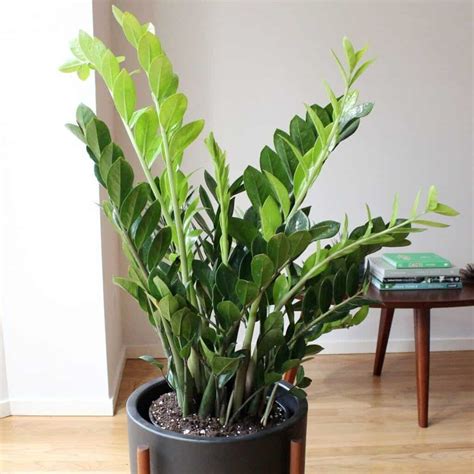 7 Proven ZZ Plant Benefits you can Sack Easily - Plants Craze