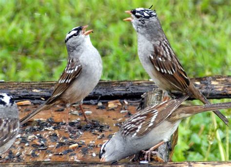 Singing In The Rain - FeederWatch