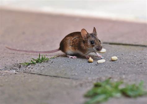 Rodents Identification Guide | Excel Pest Services