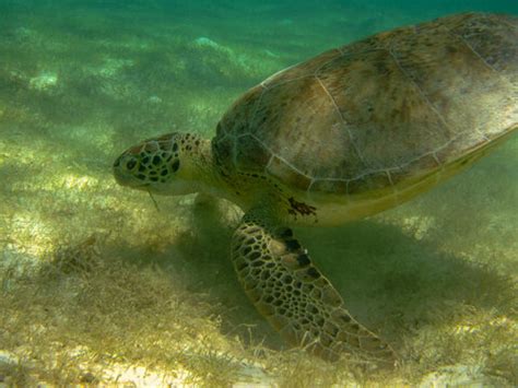 Cheloniidae Billeder – Gennemse 2,391 stockfotos, vektorer og videoer ...