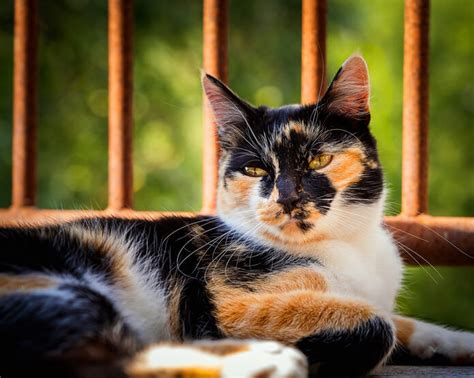 Fact Need to Know About the Male Calico Cat | Pet BLoG