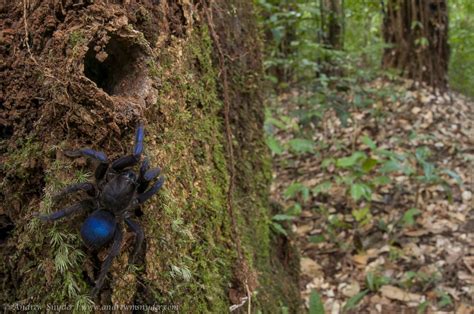 Hairy, Blue Tarantulas Found Hiding in Hole-Filled Tree Stump | Live ...