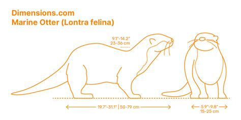 Sea Otter (Enhydra lutris) Dimensions & Drawings | Dimensions.com