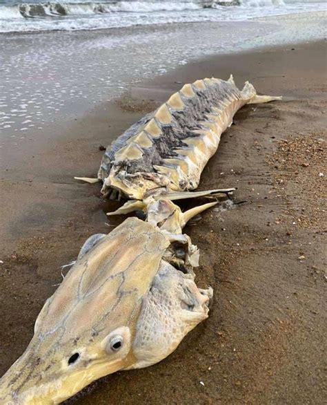 Endangered “Dinosaur Fish” Washes up in Virginia Beach | Chesapeake Bay ...