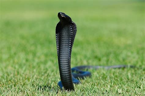 15 Intriguing Facts About Black Spitting Cobra - Facts.net