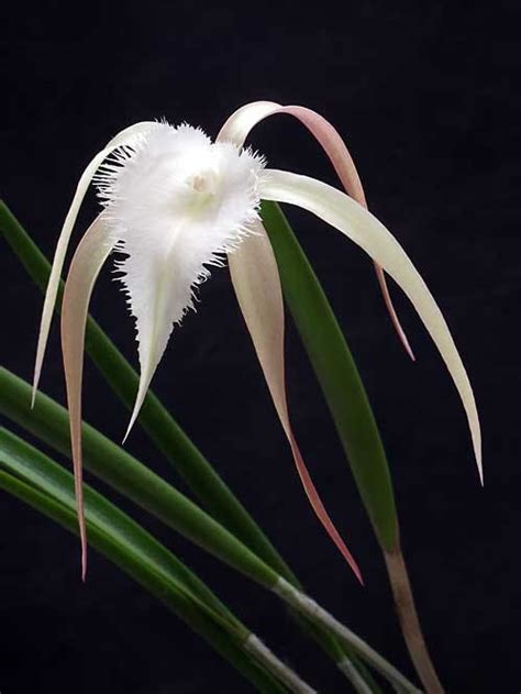 White-flowered Orchids - American Orchid Society