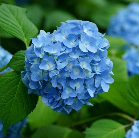 Hydrangea (blue) - Muddy Trowel