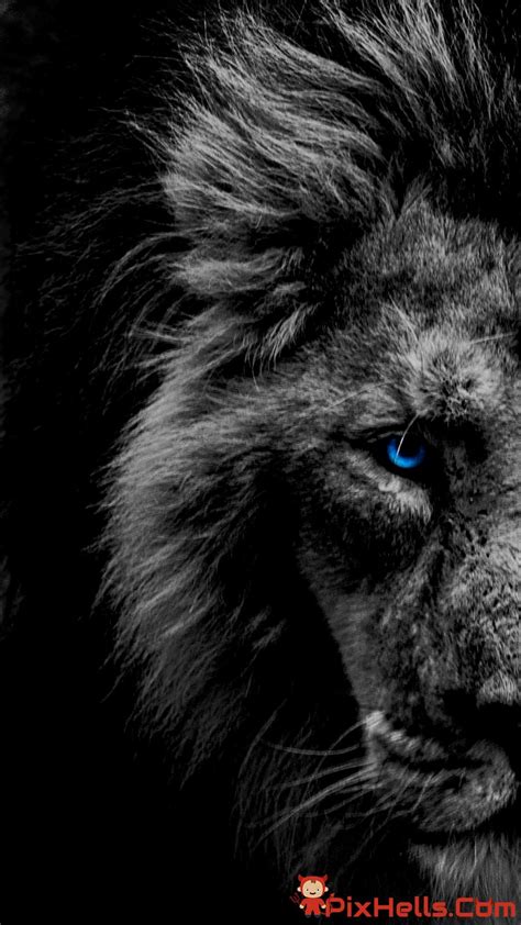 Download Free 100 + angry lion eyes Wallpapers