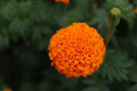 22 Types of Orange Flowers + Pictures | FlowerGlossary.com