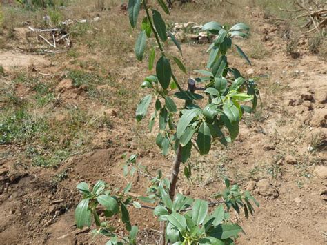 Nuevo método para plantar árboles frutales | Plantas