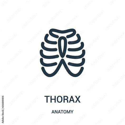 thorax icon vector from anatomy collection. Thin line thorax outline ...