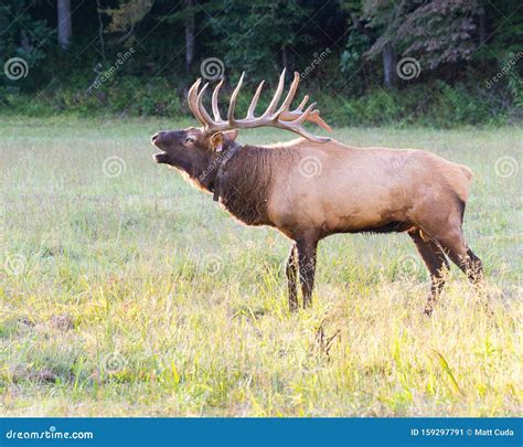 Bull Elk Bugling stock image. Image of elks, bugle, animal - 159297791