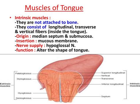 [DIAGRAM] Diagram Of Tongue Muscles - MYDIAGRAM.ONLINE