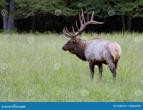 Bull Elk with Large Antlers in a Field of Green Grass. Stock Image ...