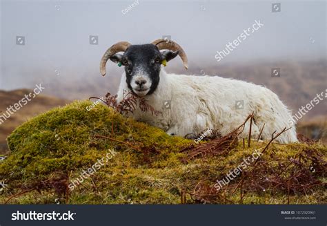 Pregnant Sheep: Over 396 Royalty-Free Licensable Stock Photos ...