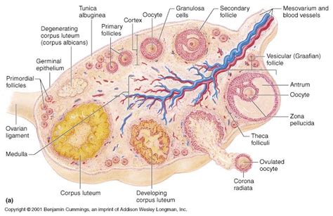 16 best images about Histology on Pinterest | The smalls, Stains and Editor