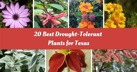 20 Best Drought-Tolerant Plants for Texas - Zeelyfe