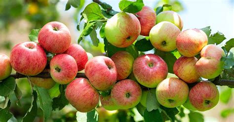 13 of the Best Dwarf Apple Tree Varieties | Gardener’s Path