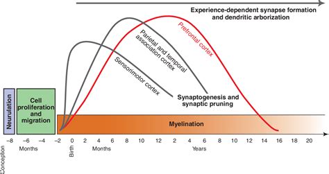 The Prefrontal Cortex: Functional Neural Development During Early ...