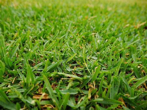 12 Types of Grass & Their Benefits (With Pictures) | House Grail