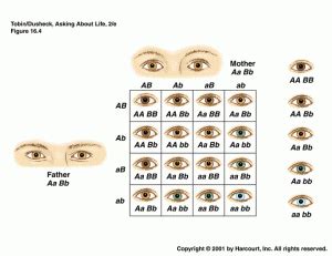 What color are your eyes exactly?