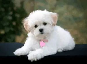 All About the Maltese Poodle Mix - Dogable