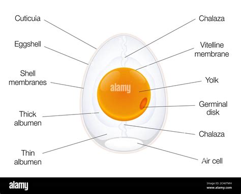 Egg Structure Anatomy Of A Birds Egg Labeled Chart With Names Of The ...