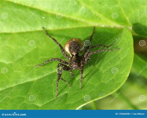 Giant House Spider with Laying Eggs Stock Image - Image of garden ...