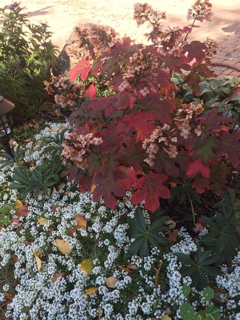 Ruby slippers oak leaf hydrangea fall color