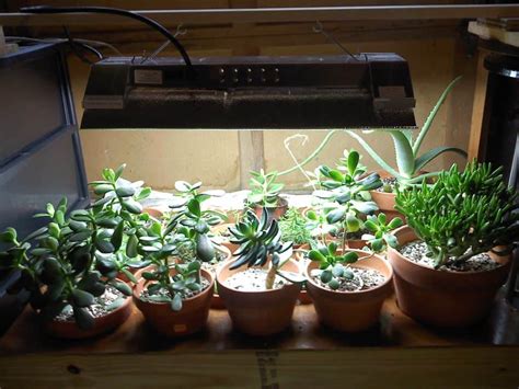 Grow Lights for Succulents – Do You Really Need Them? - Gardening Heavn