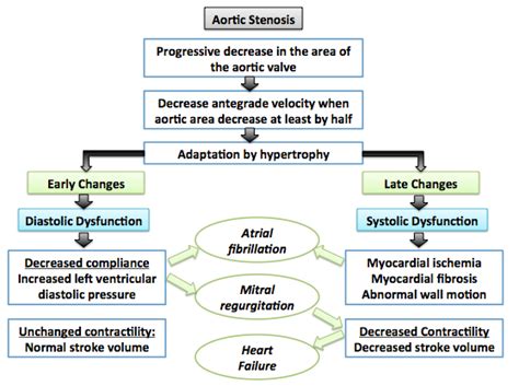 Aortic stenosis pathophysiology - wikidoc