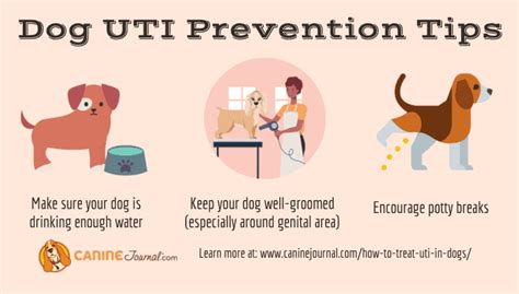 How To Treat A UTI In Female And Male Dogs: Signs And Symptoms ...