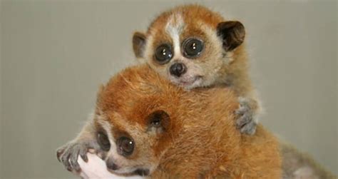 The Slow Loris, The Primate With A Surprisingly Deadly Venom