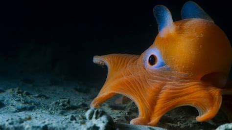 'Blue Planet II' team filmed ethereal snailfish in the Mariana Trench ...