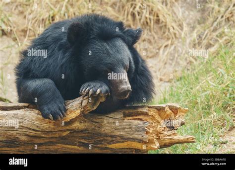 asiatic black bear or moon bear Stock Photo - Alamy