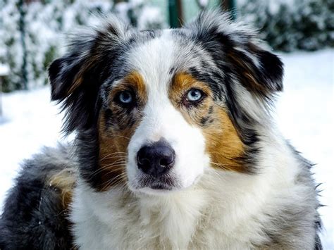 Why Do Australian Shepherds Have Blue Eyes? Breed Facts Explained | Hepper