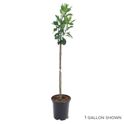 Pineapple Pear Trees for Sale at Arbor Day's Online Tree Nursery ...