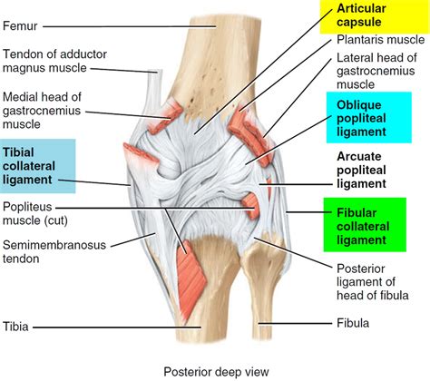 Torn Meniscus - Signs & Symptoms, Test, Diagnosis, Recovery, Treatment