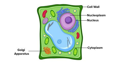 Plant Cell Functions Definitions