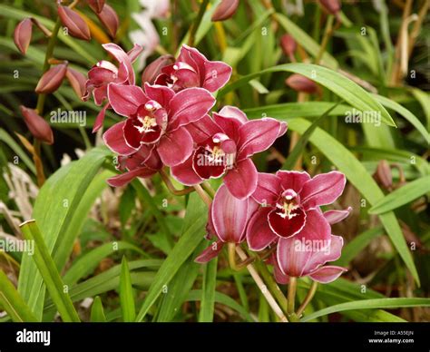 orchids garden, flowerage of Madeira Stock Photo - Alamy