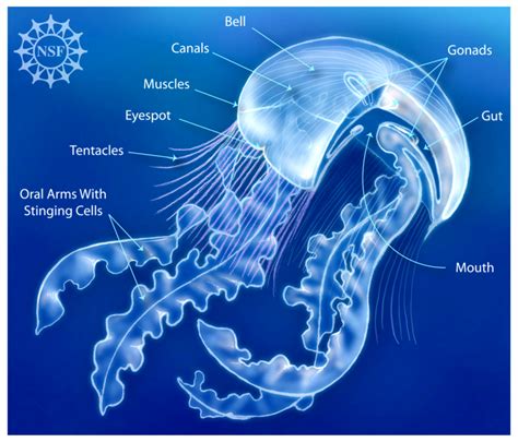 Anatomy The Moon Jellyfish