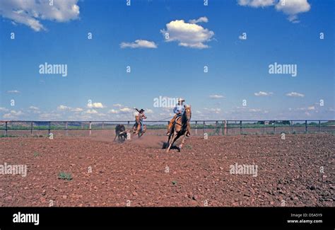 Cowboys on a large west texas cattle ranch practice steer roping in a ...