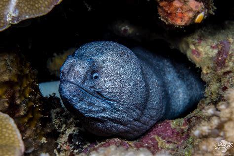 Unidentified Eel Species- Facts and Photographs | Seaunseen