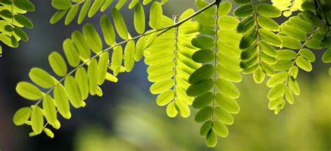 Acacia tree: planting, care and pruning of this towering shade-giver