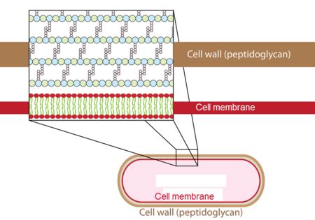 Peptidoglycan Overview, Function & Structure - Video & Lesson ...