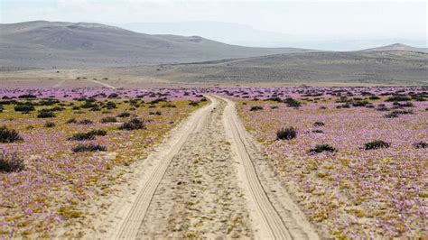 Atacama Desert bursts with color in rare wildflower bloom - ABC News