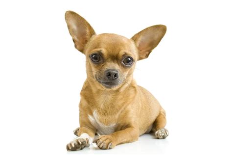 Do Chihuahua Dogs Make Good Pets