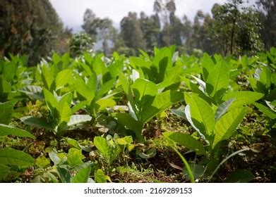 Tobacco Plants Tanaman Tembakau Dan Daun Stock Photo 2169289153 ...