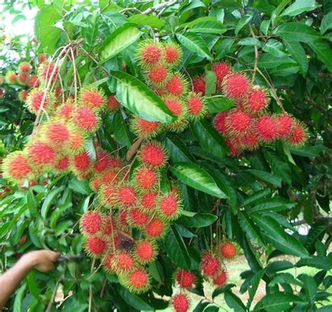 Red ~RAMBUTAN~ Tropical Fruit Tree LIVE SEEDLING Exotic Nephelium ...